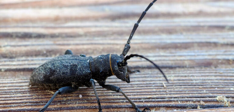 Sd Traitement Termites Traitement Termites Pau Avis De Recherche – Insecte Hautement Dangereux