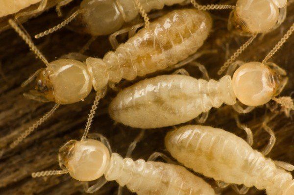 Solutions anti-thermites : guide pratique et efficace