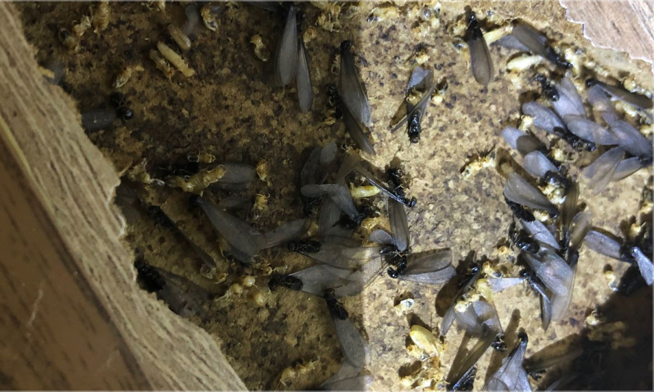 Désinfection et traitement des termites