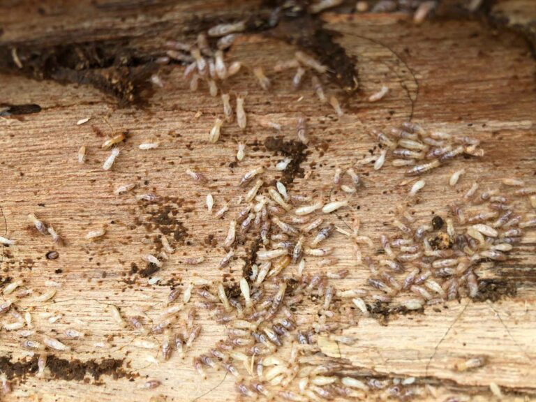 Sd Traitement Termites Traitement Termites Pau Presence De Termites Dans Un Bien Immobilier