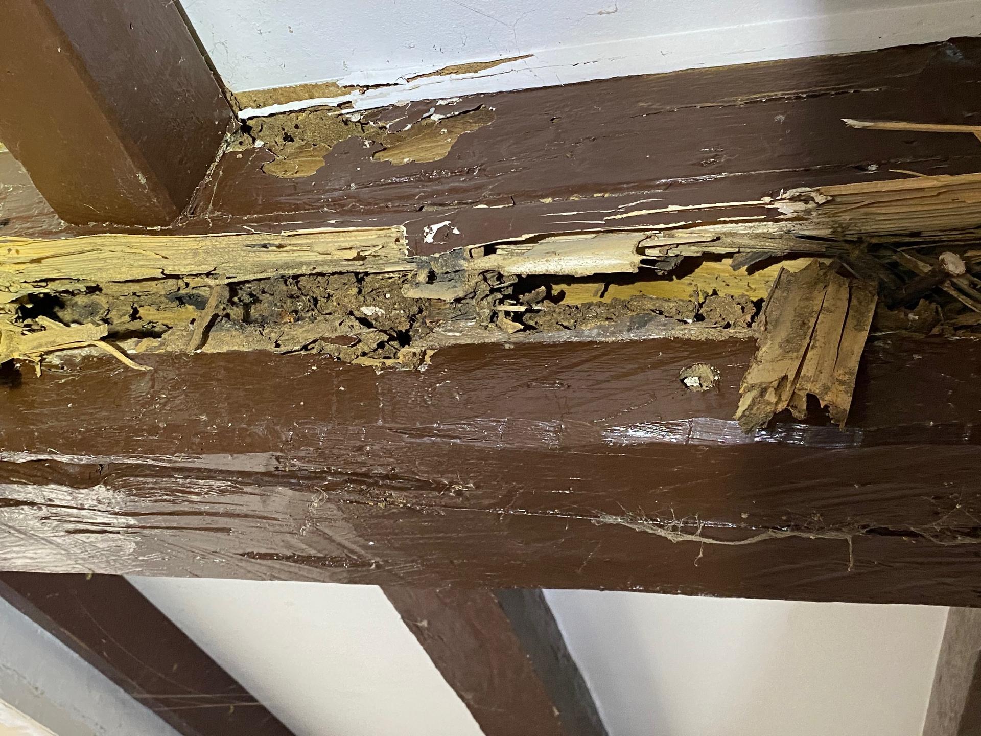 Sd Traitement Termites Traitement Termites Pau Limination Des Termites A La Source