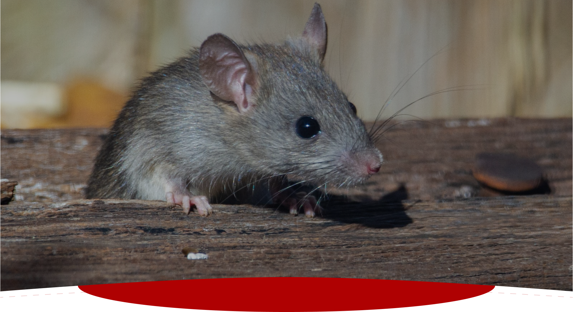 Sd Traitement Termites Traitement Termites Pau Slide 5